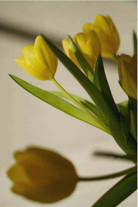 Utleie blomster
